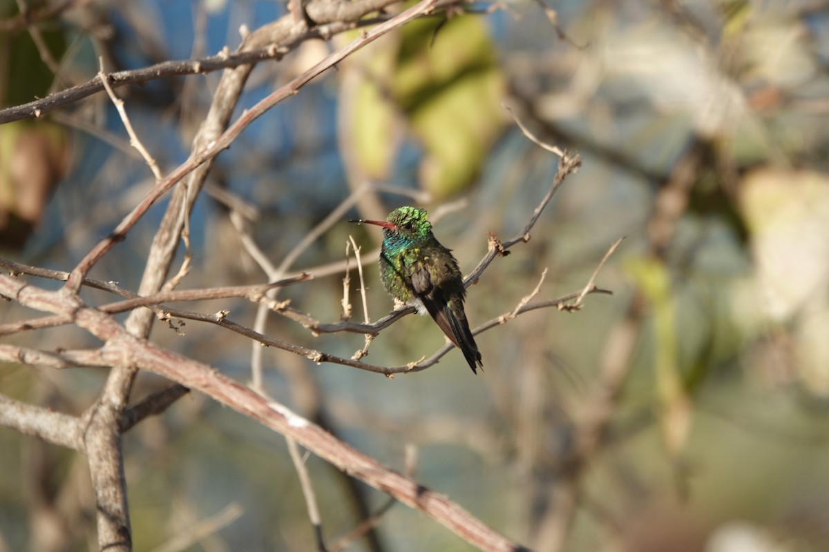 Tres Marias Hummingbird - ML633447638