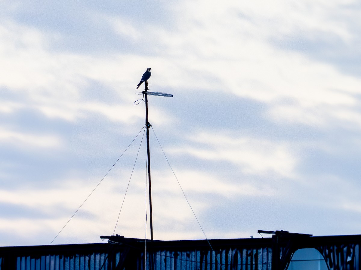 Aplomado Falcon - Vitor Rolf Laubé