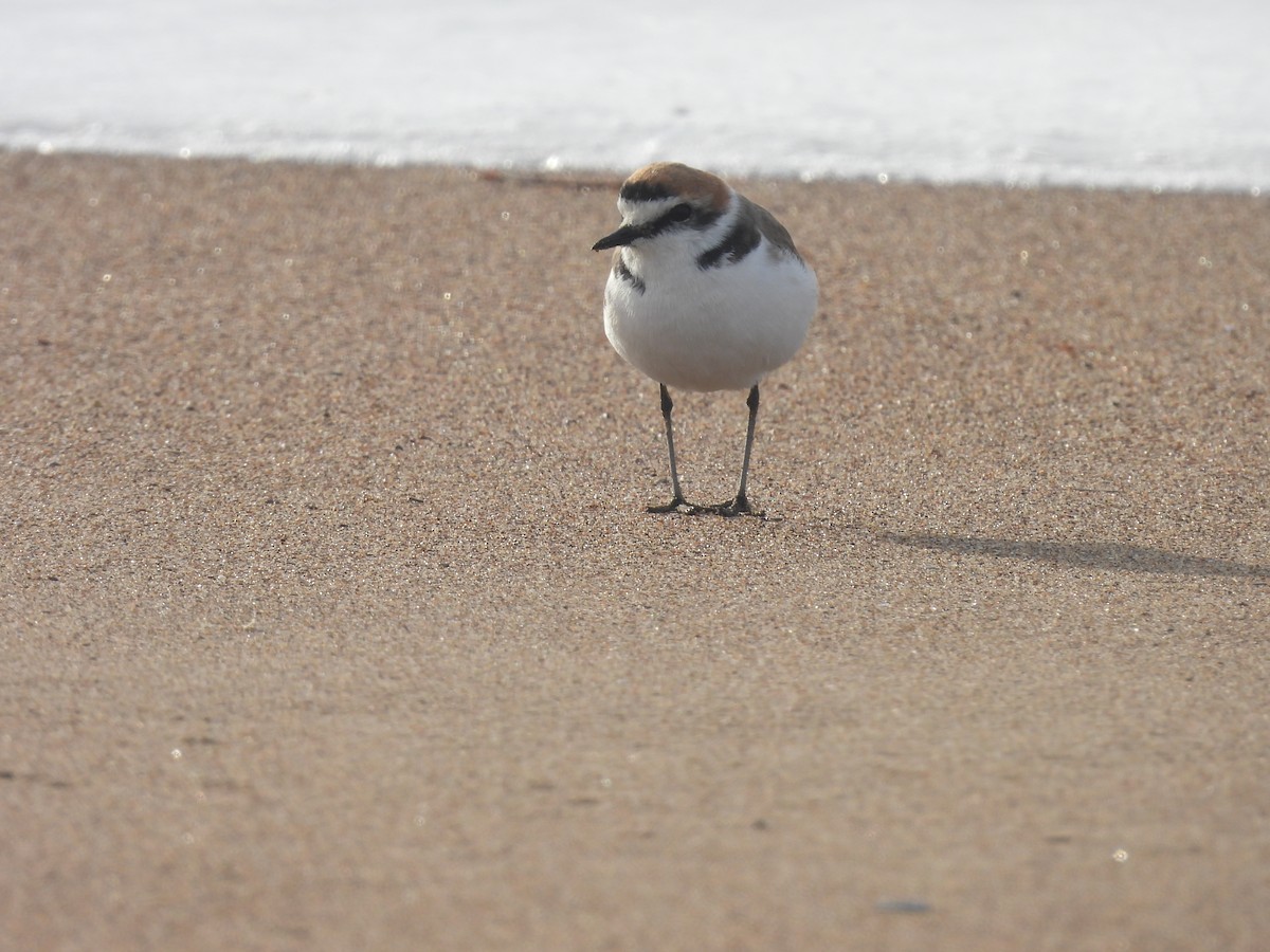 Kentish Plover - ML633447749
