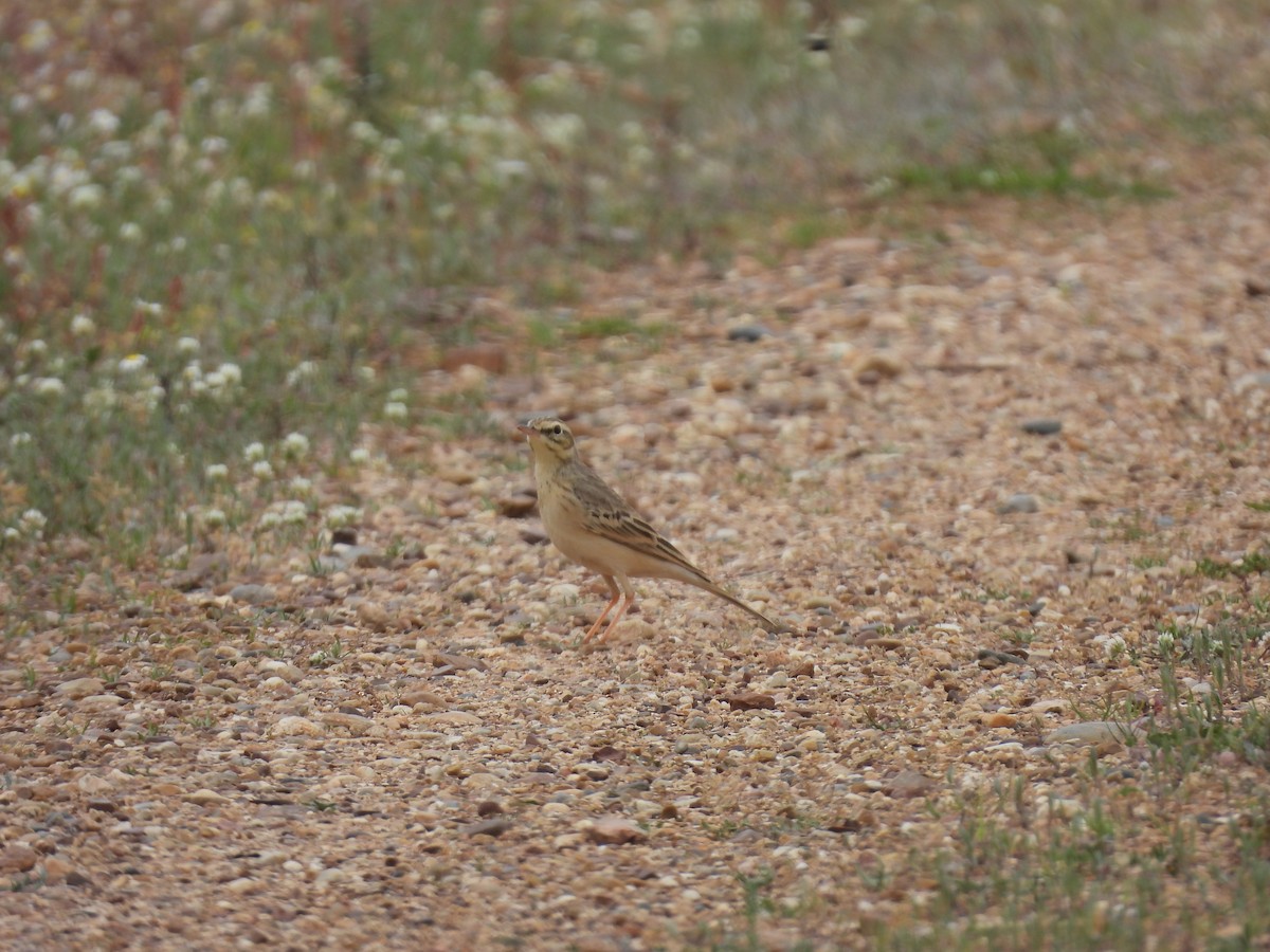 Tawny Pipit - ML633447798