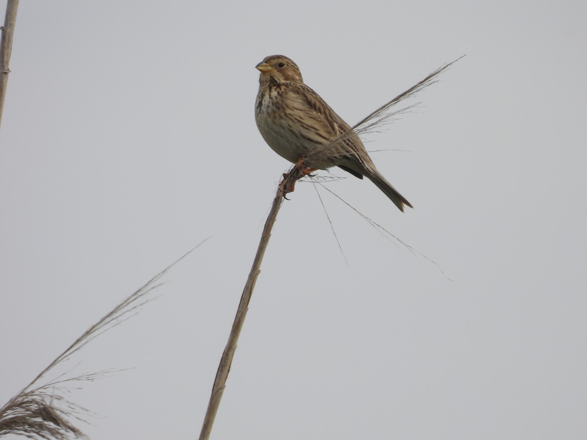 Corn Bunting - ML633447824