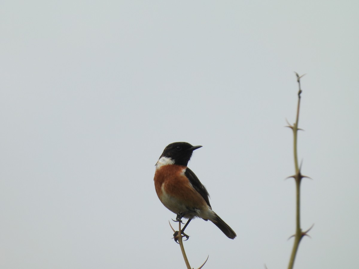 European Stonechat - ML633447829
