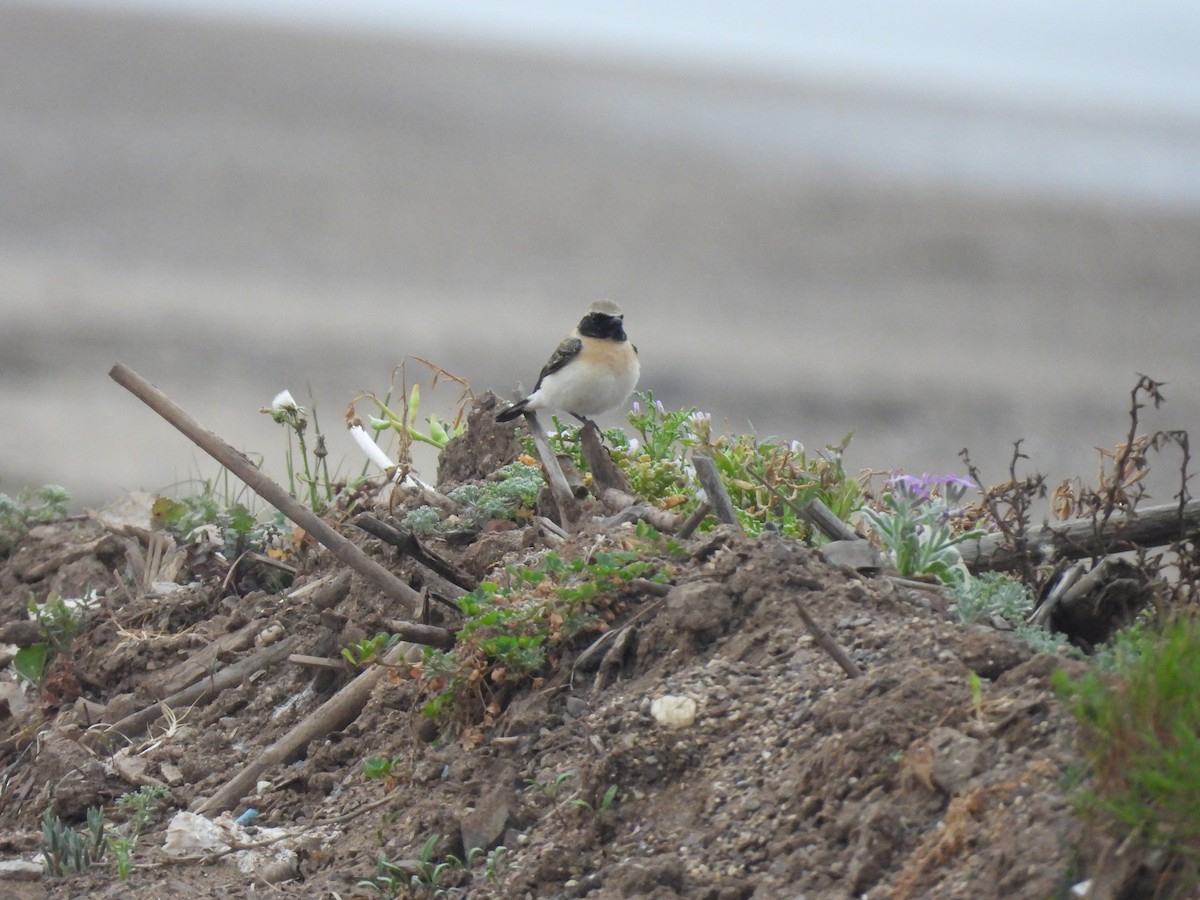 Eastern Black-eared Wheatear - ML633447844