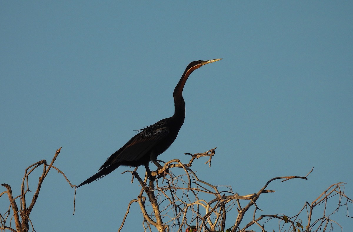 African Darter - ML633447849