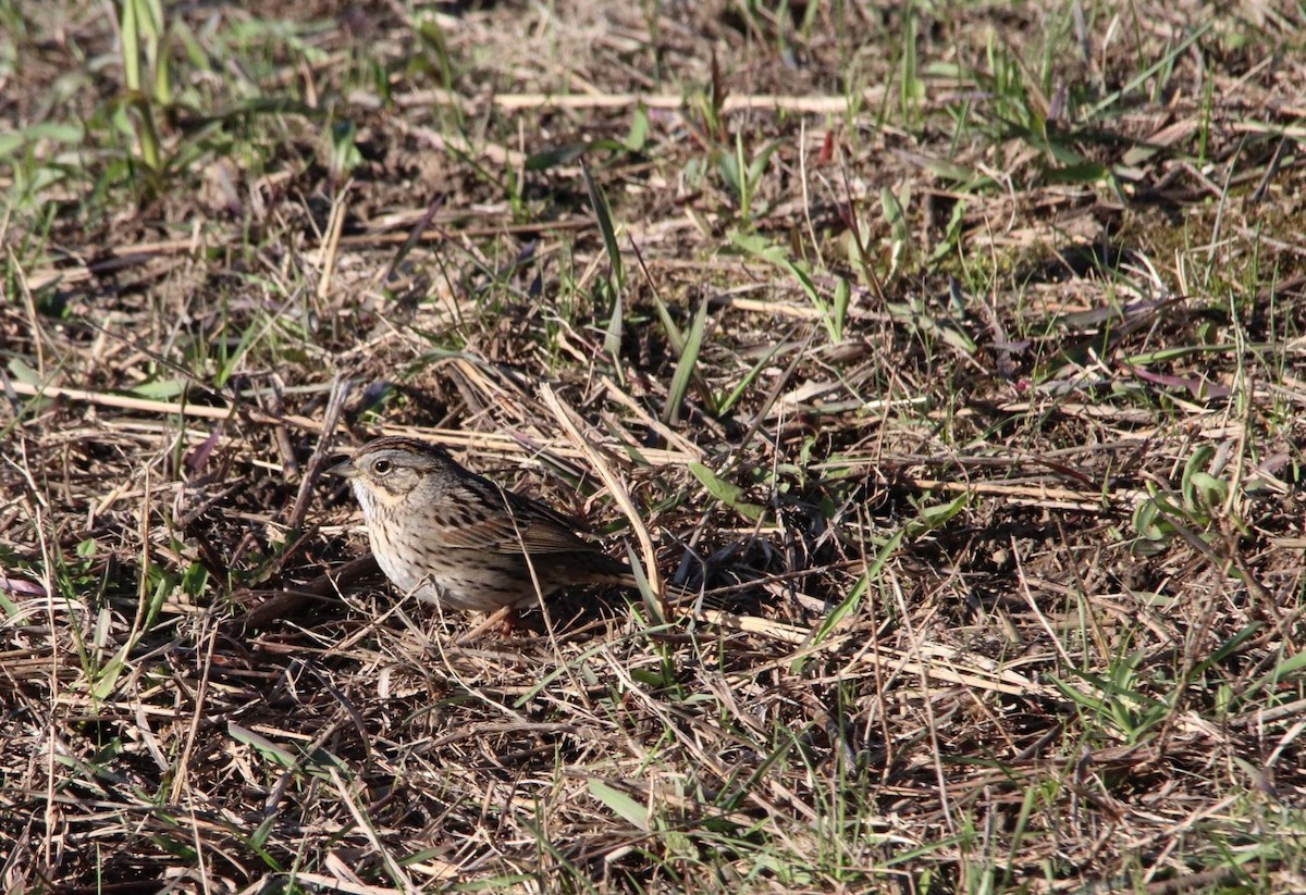 ヒメウタスズメ - ML633448113