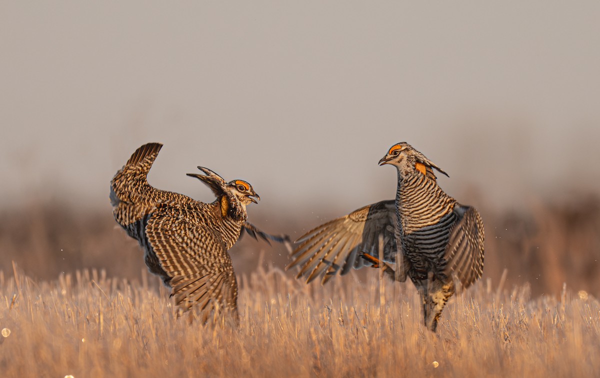 tetřívek prériový - ML633448417