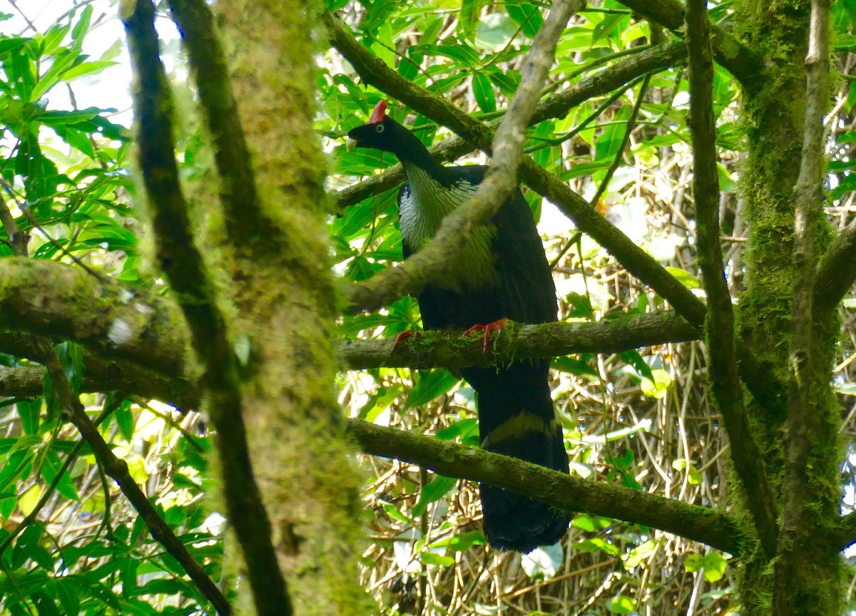Horned Guan - ML633448430