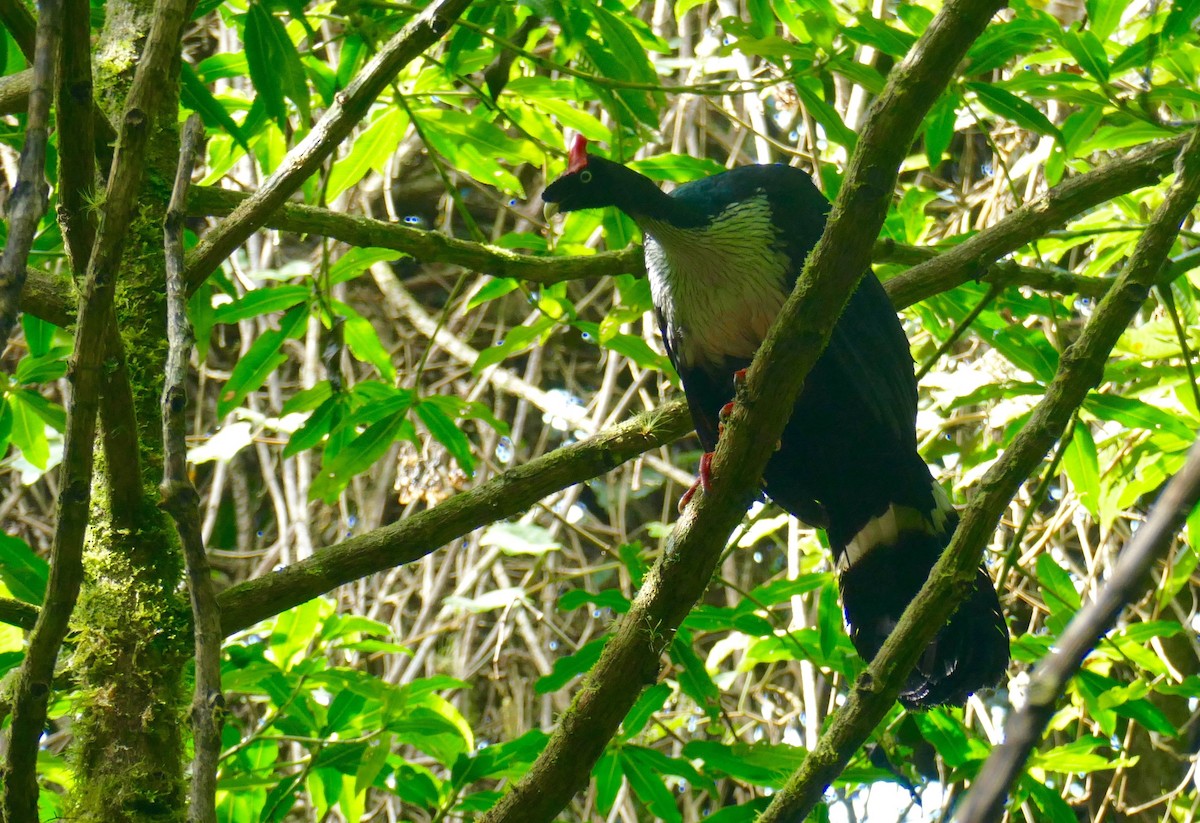 Horned Guan - ML633448442