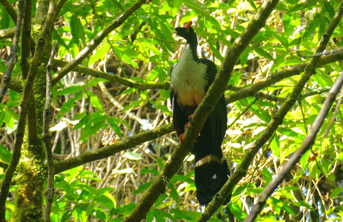 Horned Guan - ML633448450