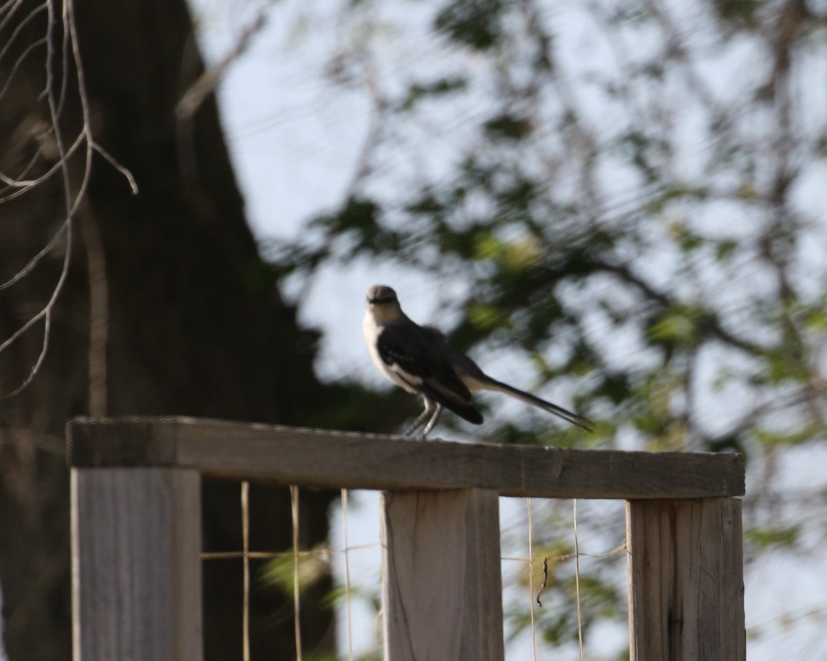Northern Mockingbird - ML633448454