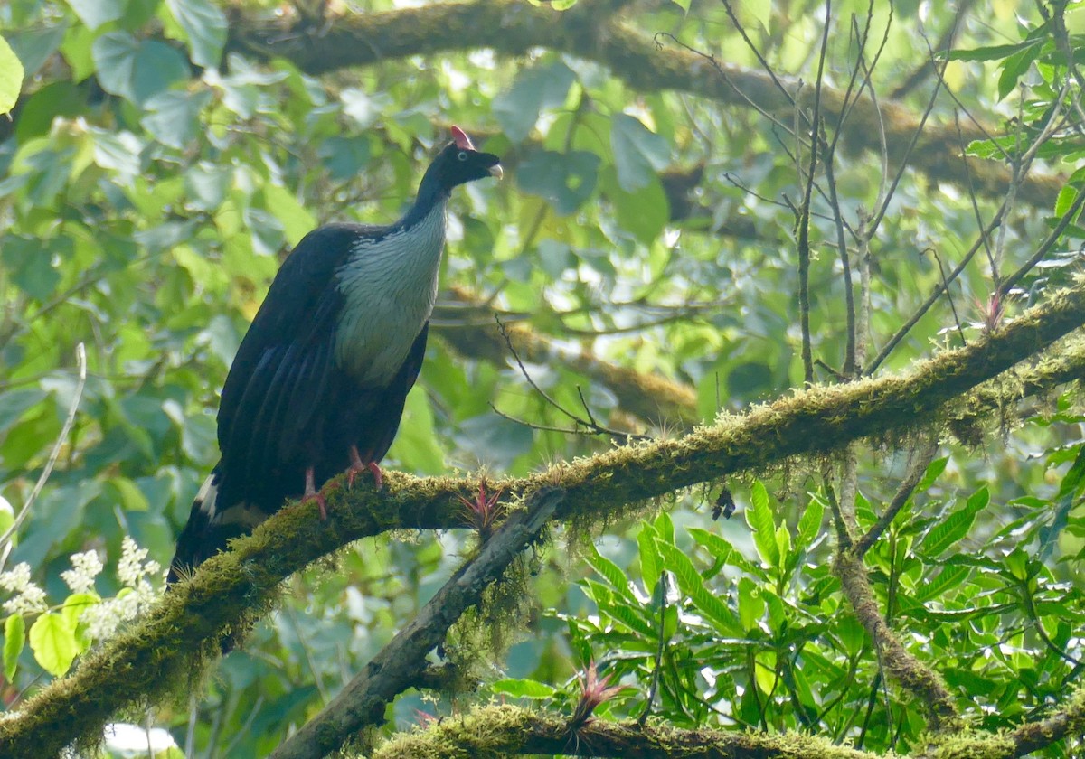 Horned Guan - ML633448456