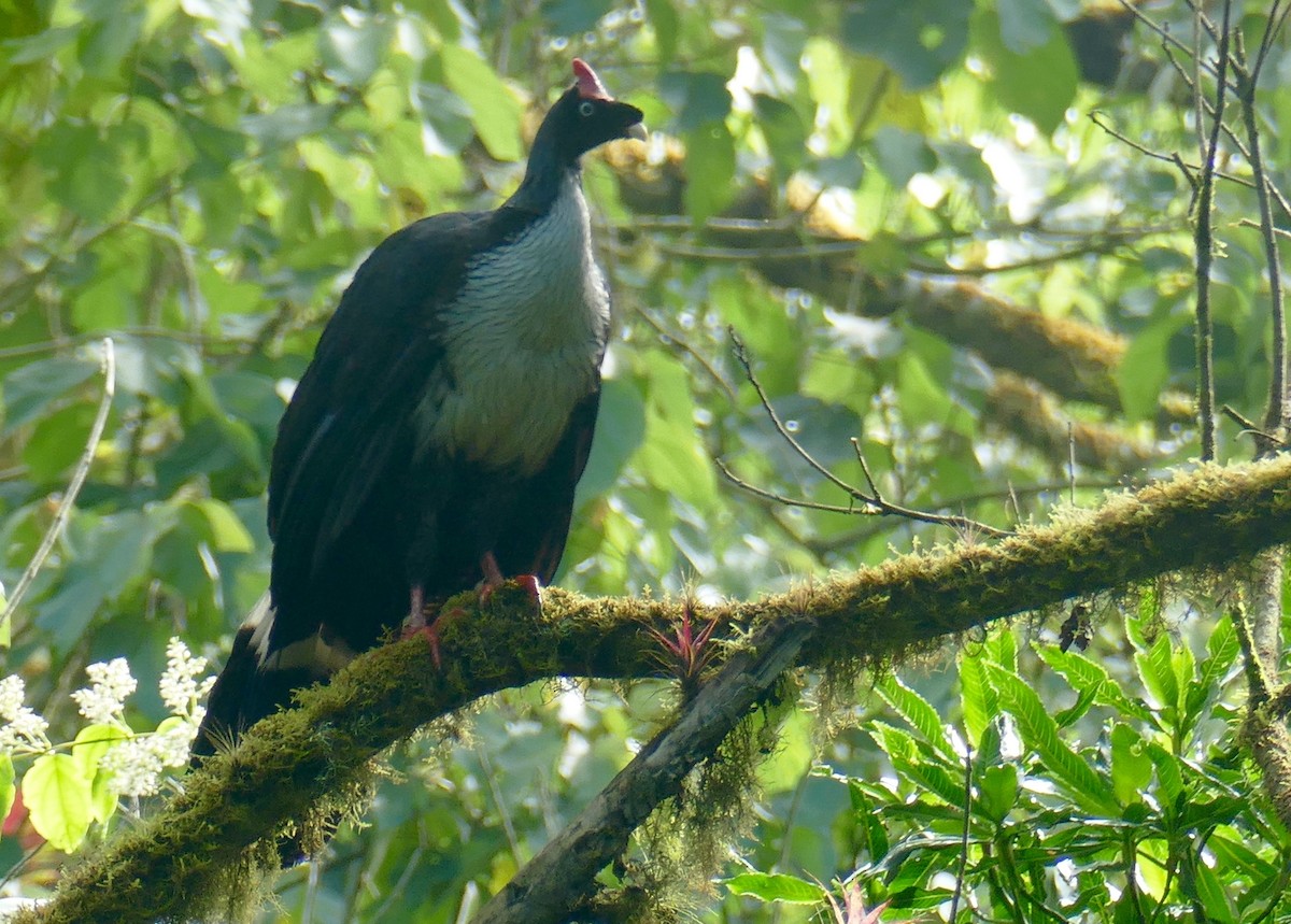 Horned Guan - ML633448461