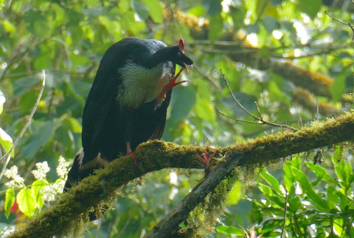 Horned Guan - ML633448465
