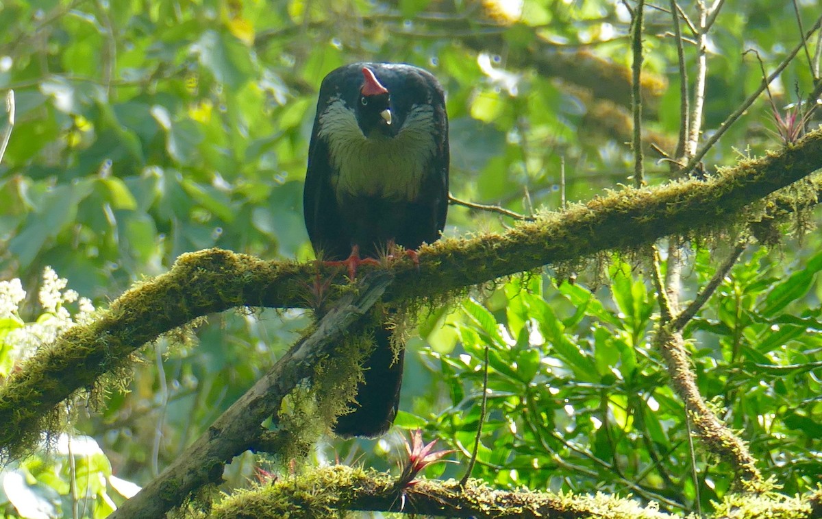 Horned Guan - ML633448479
