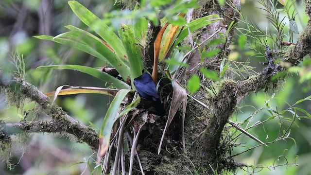 Jamaican Blackbird - ML633448491