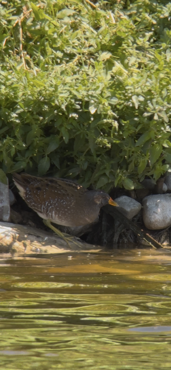 Spotted Crake - Gustav Nyberg