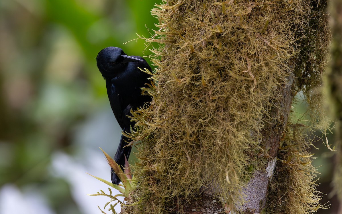 Jamaican Blackbird - ML633448589