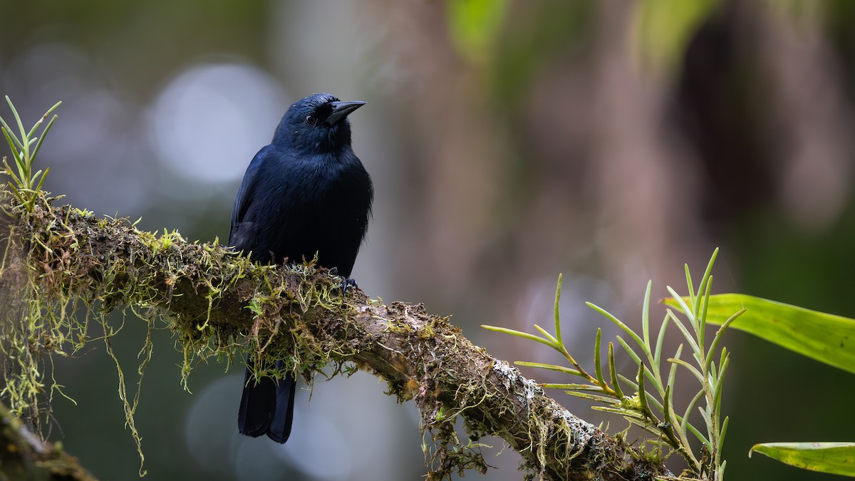 Jamaican Blackbird - ML633448592