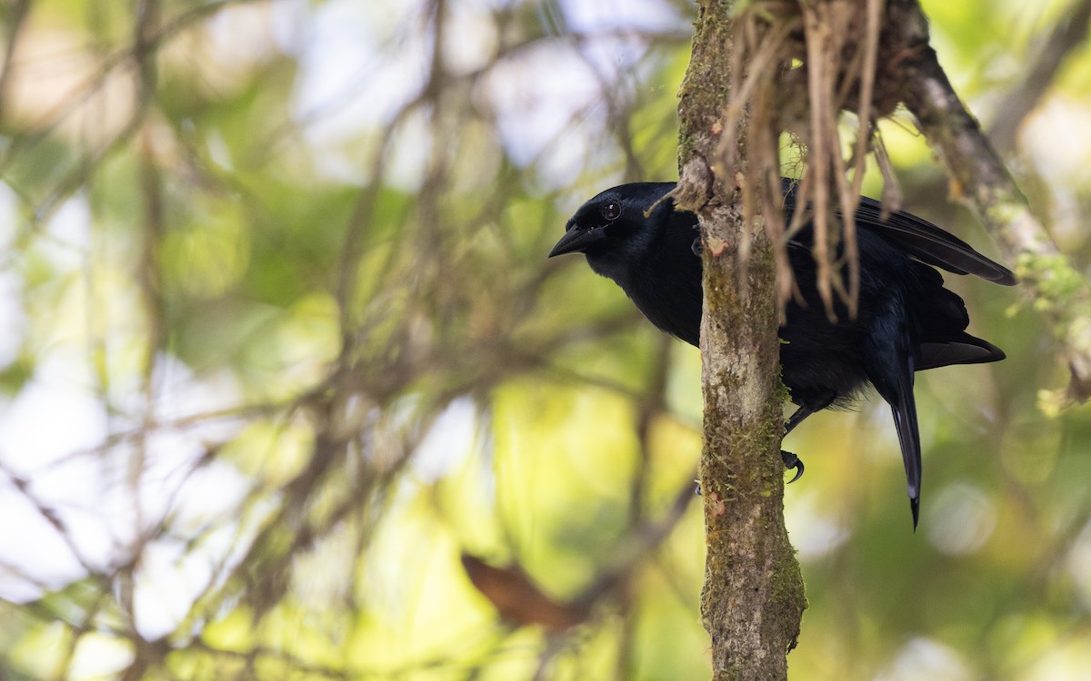 Jamaican Blackbird - ML633448593