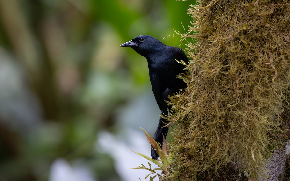 Jamaican Blackbird - ML633448594