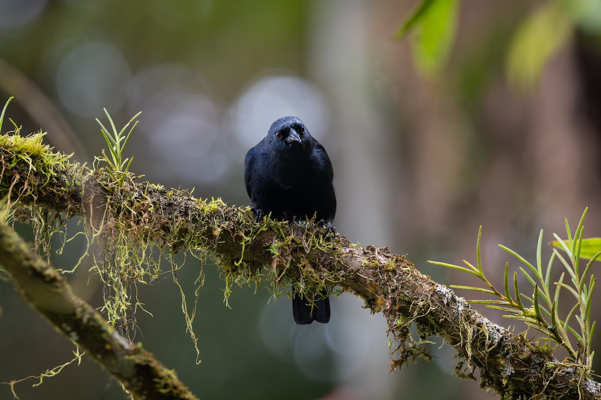 Jamaican Blackbird - ML633448595