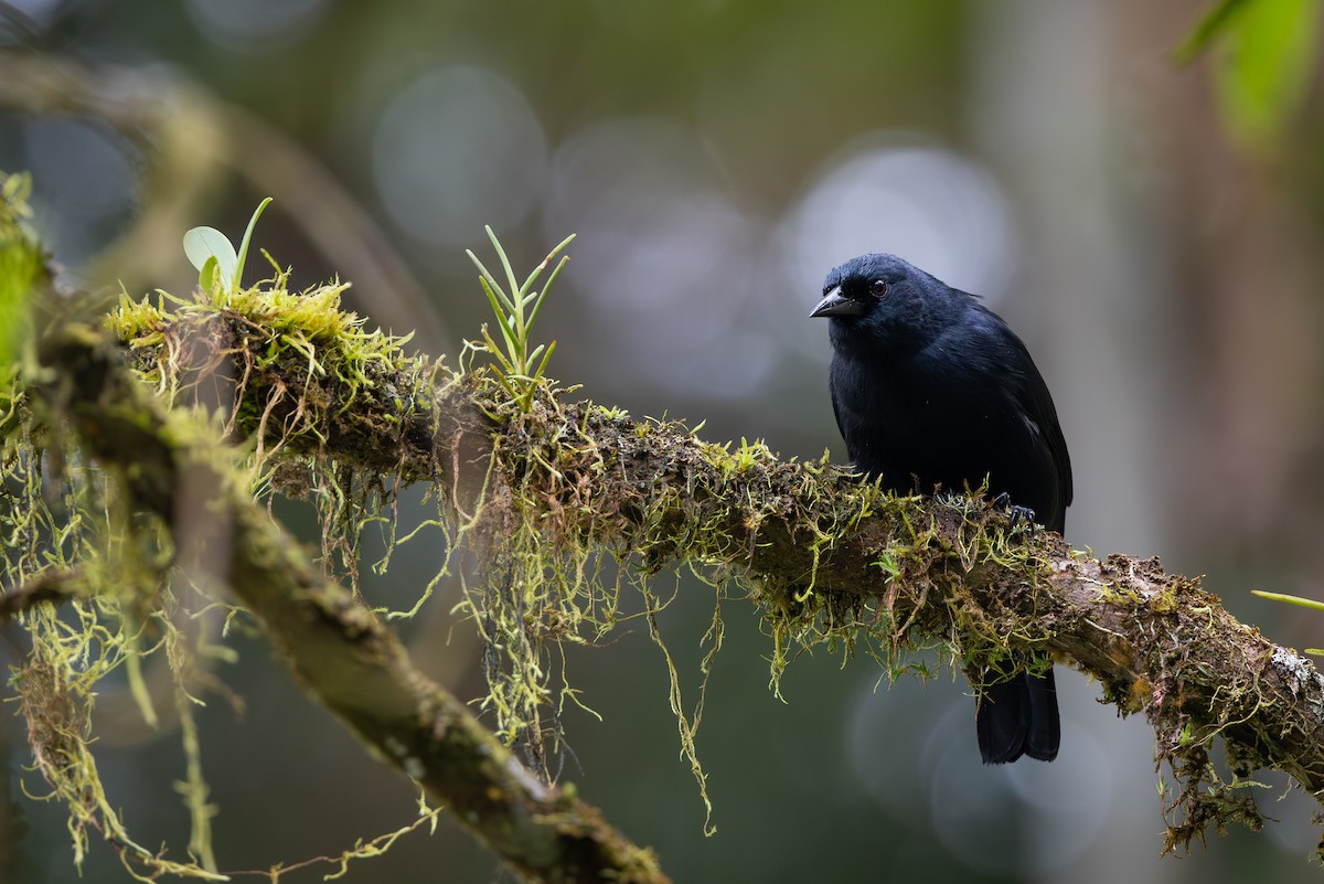 Jamaican Blackbird - ML633448596