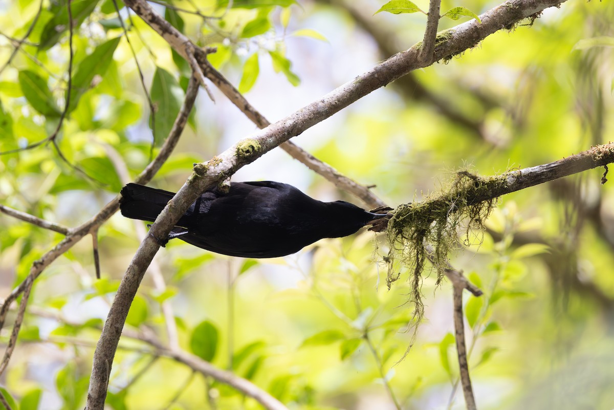 Jamaican Blackbird - ML633448597