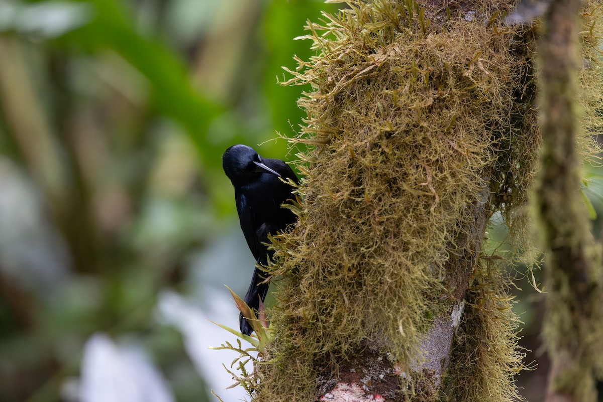 Jamaican Blackbird - ML633448599