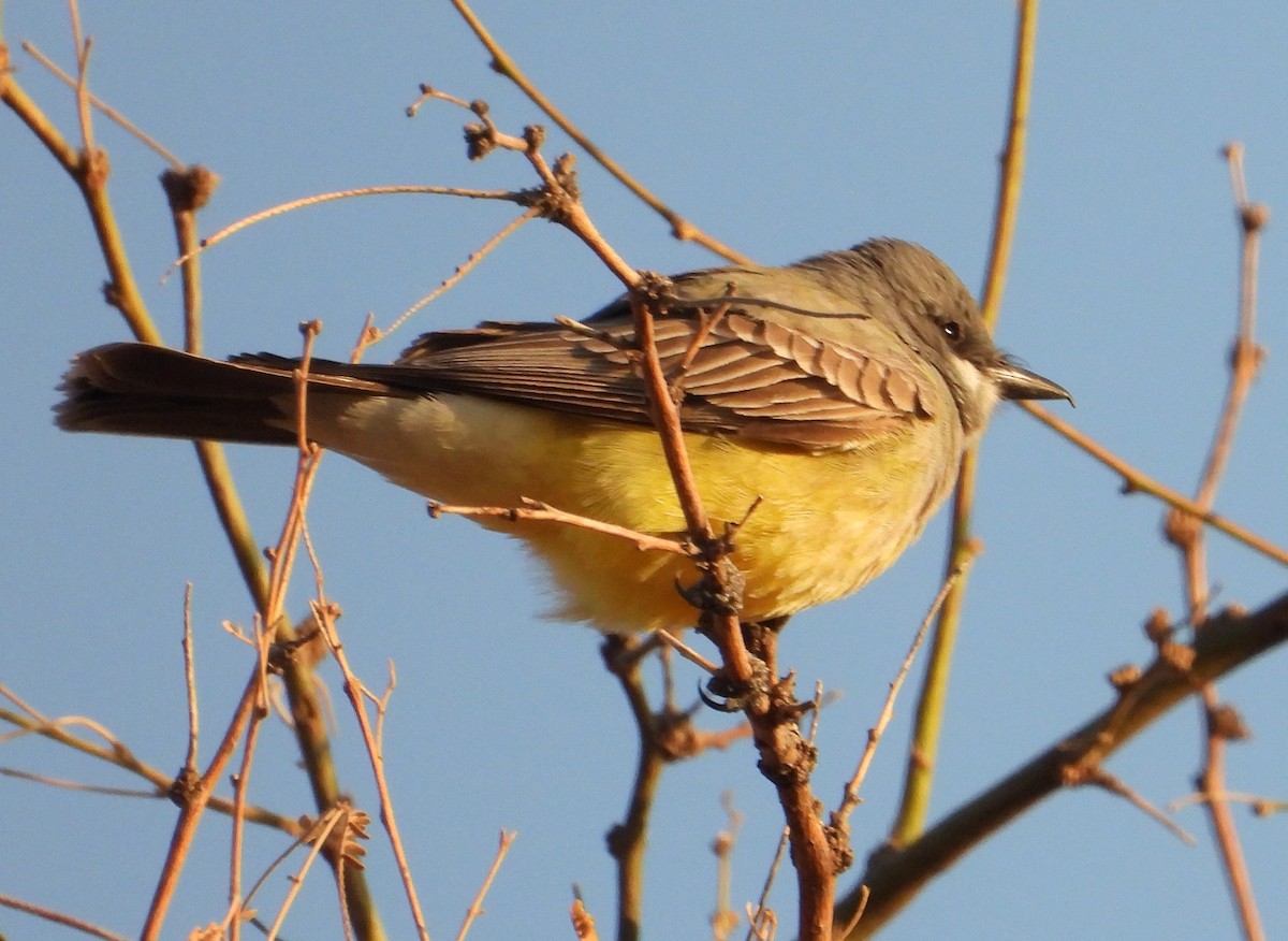 Cassin's Kingbird - ML633448733