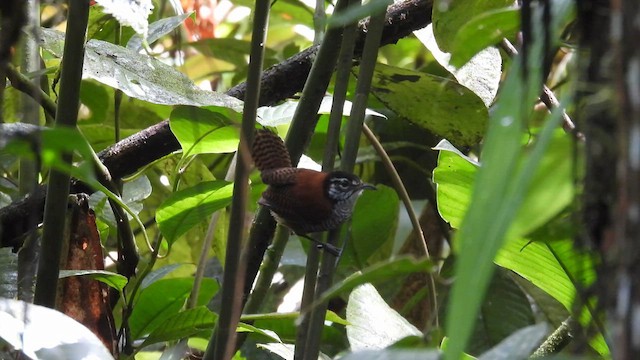 Troglodyte à calotte noire - ML633448756