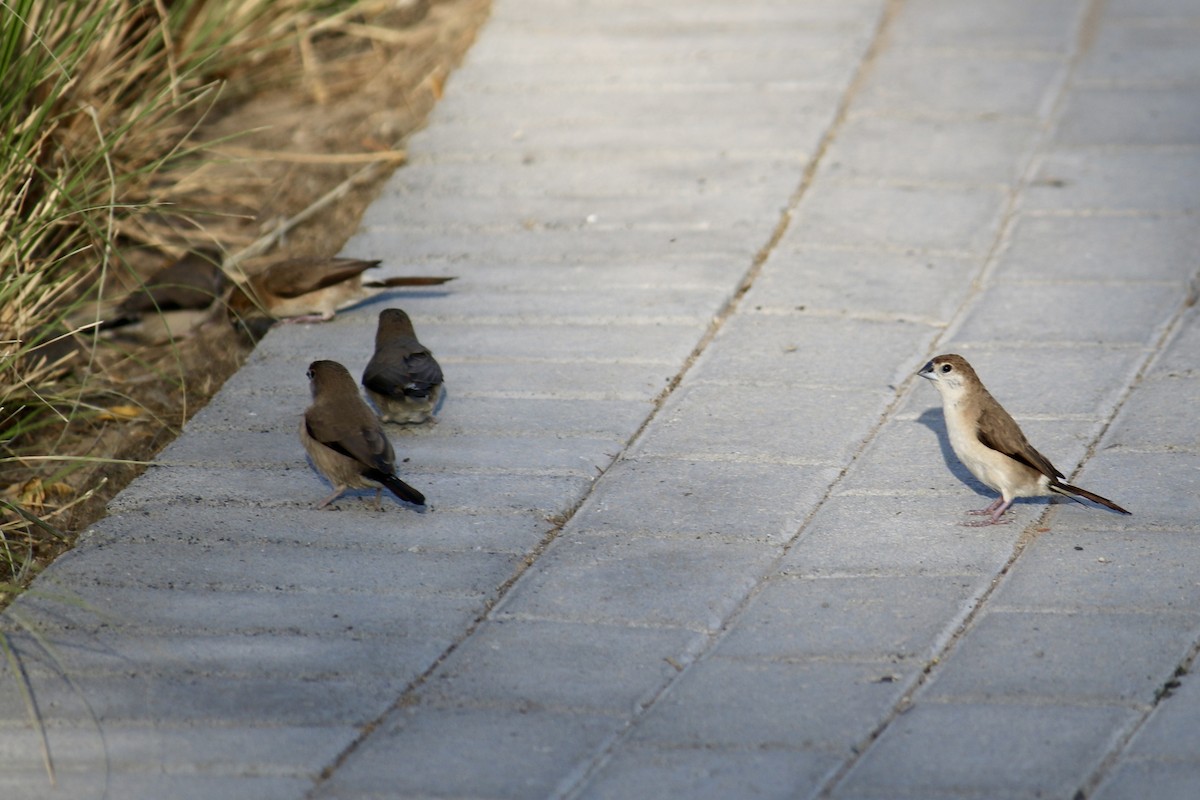 Indian Silverbill - ML633449290
