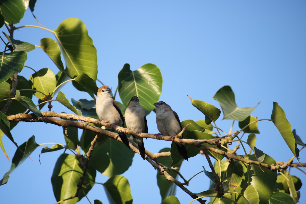 Indian Silverbill - ML633449292