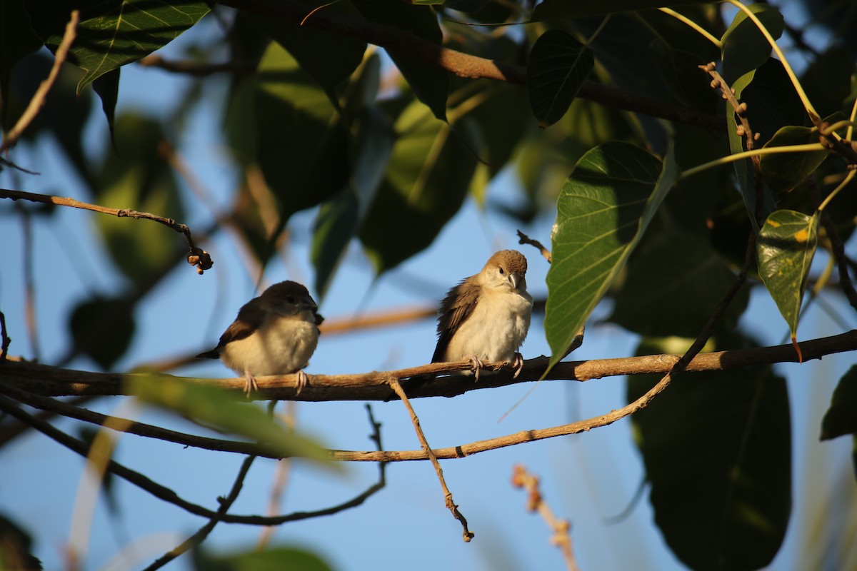 Indian Silverbill - ML633449293