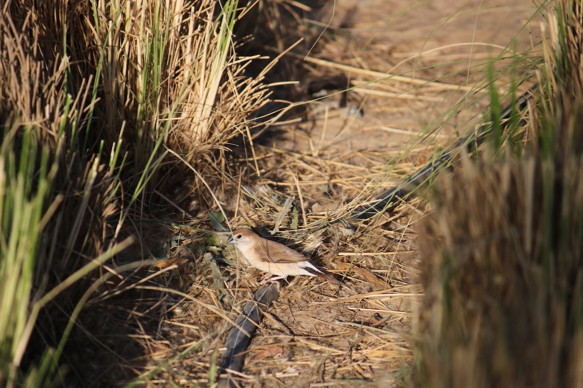 Indian Silverbill - ML633449295