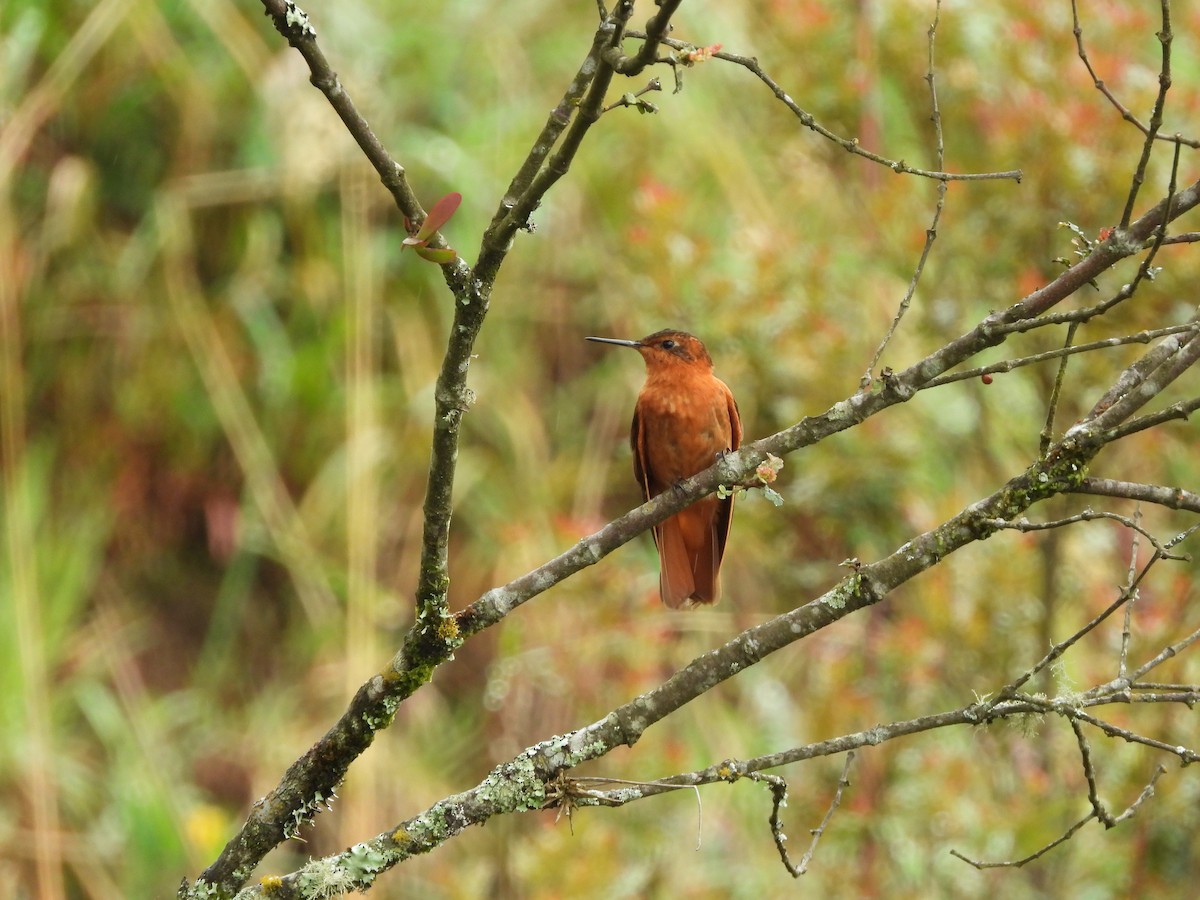 Shining Sunbeam - Juan Aguilar