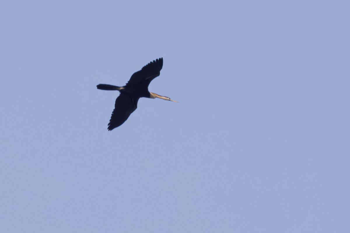 African Darter - ML633449413