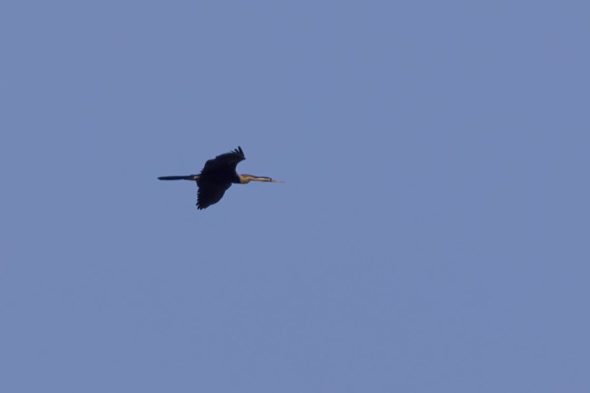 African Darter - ML633449414