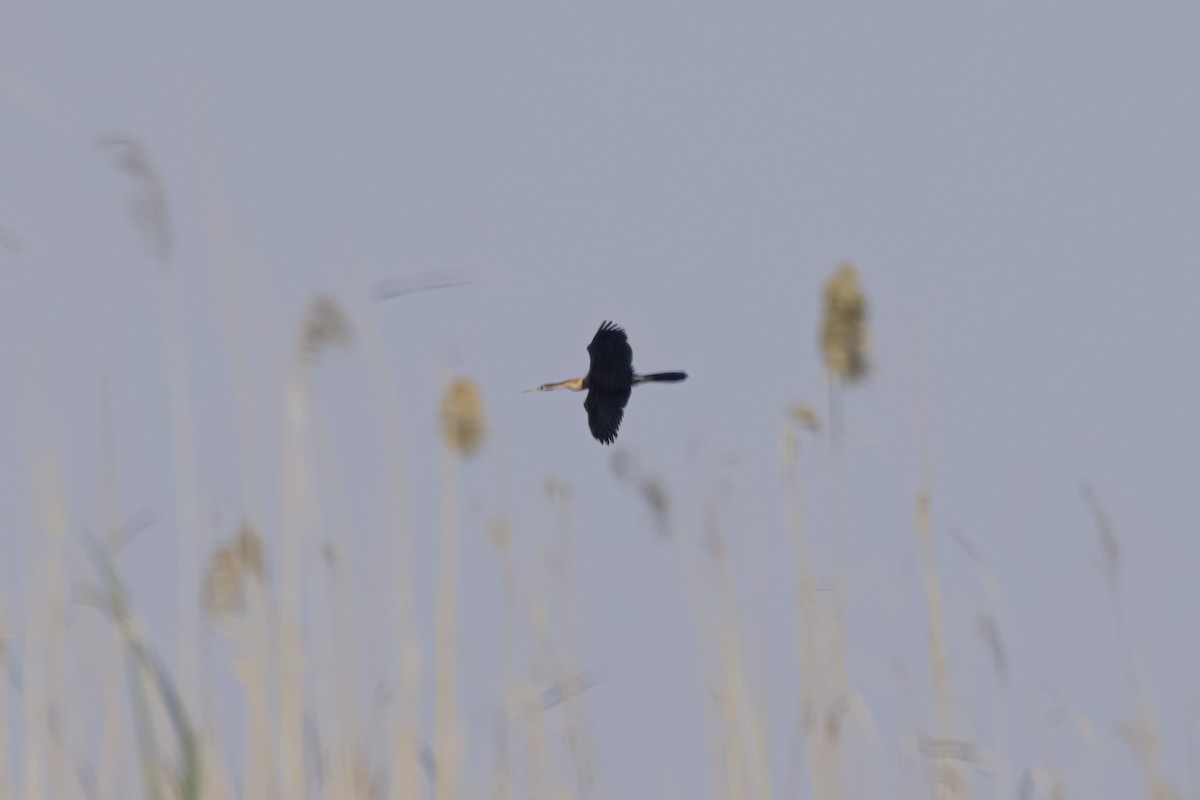 African Darter - ML633449415