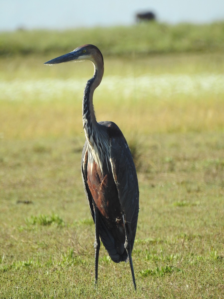 Goliath Heron - ML633449433