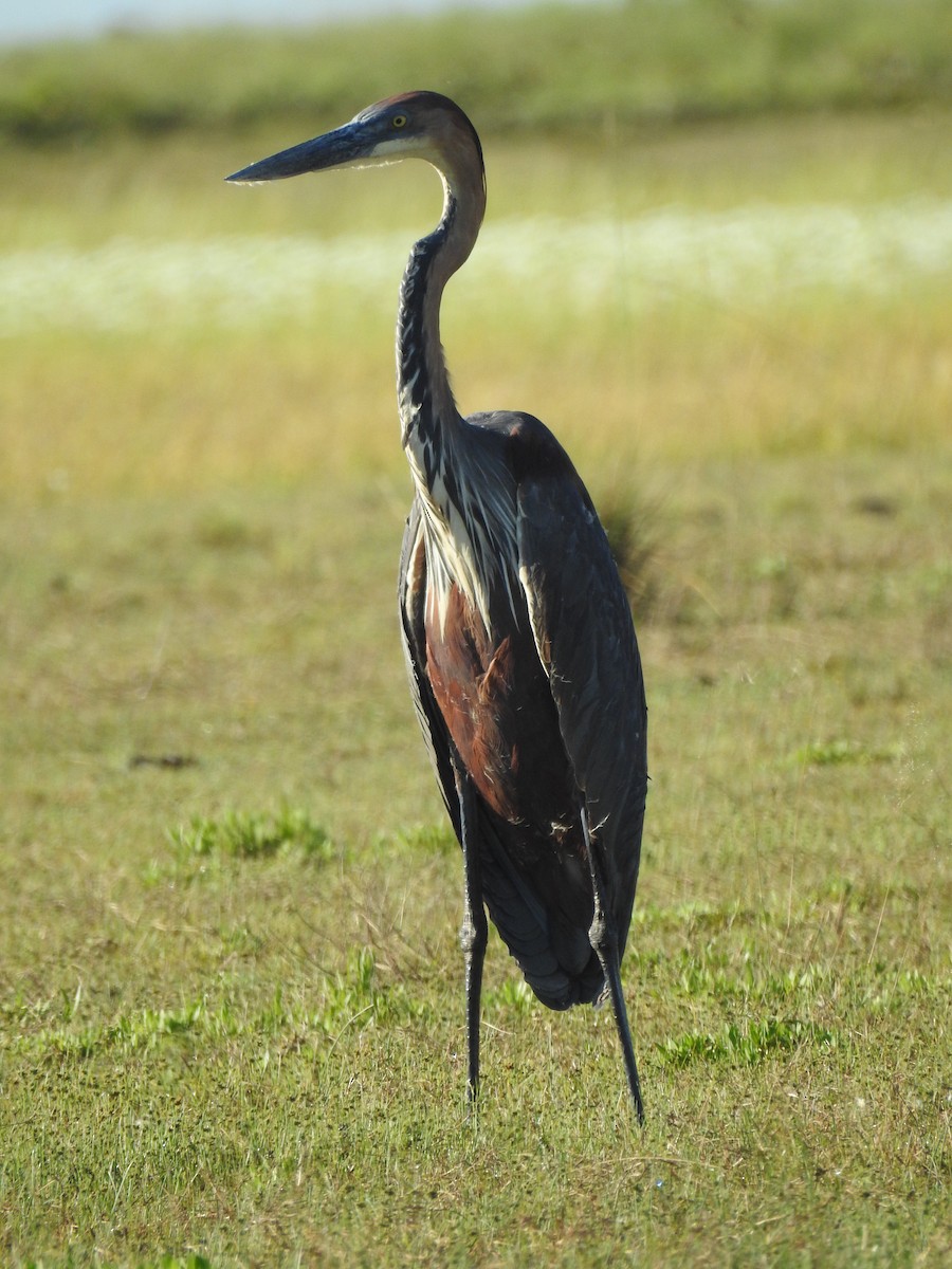 Goliath Heron - ML633449434