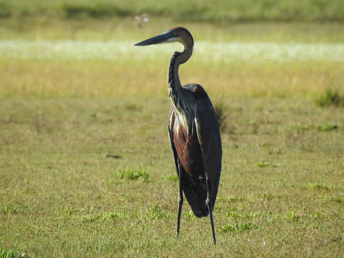 Goliath Heron - ML633449435