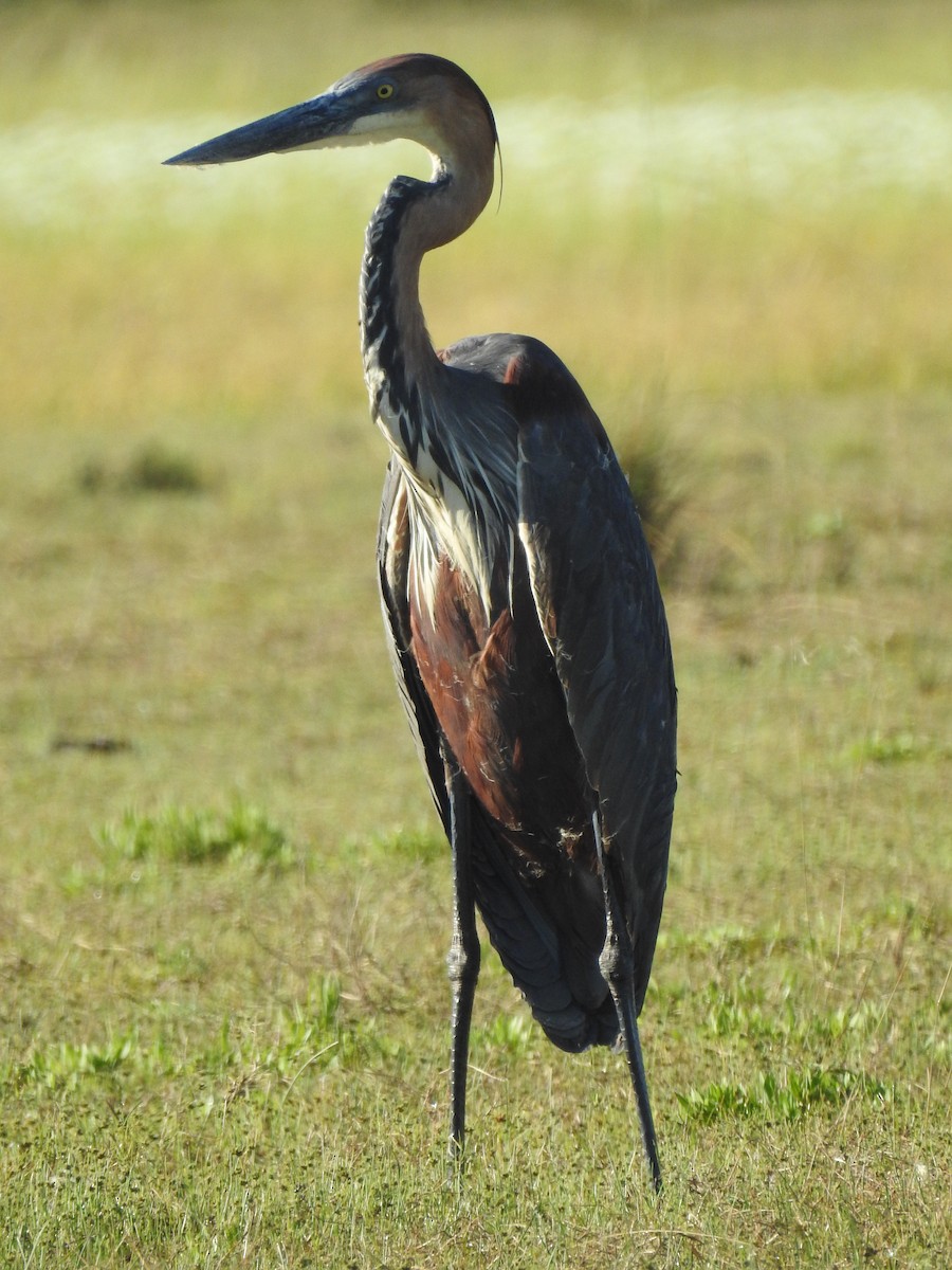 Goliath Heron - ML633449436