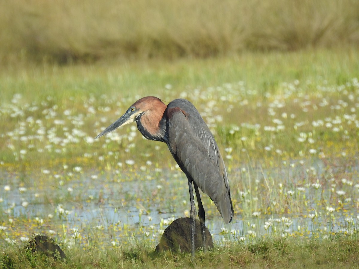 Goliath Heron - ML633449437