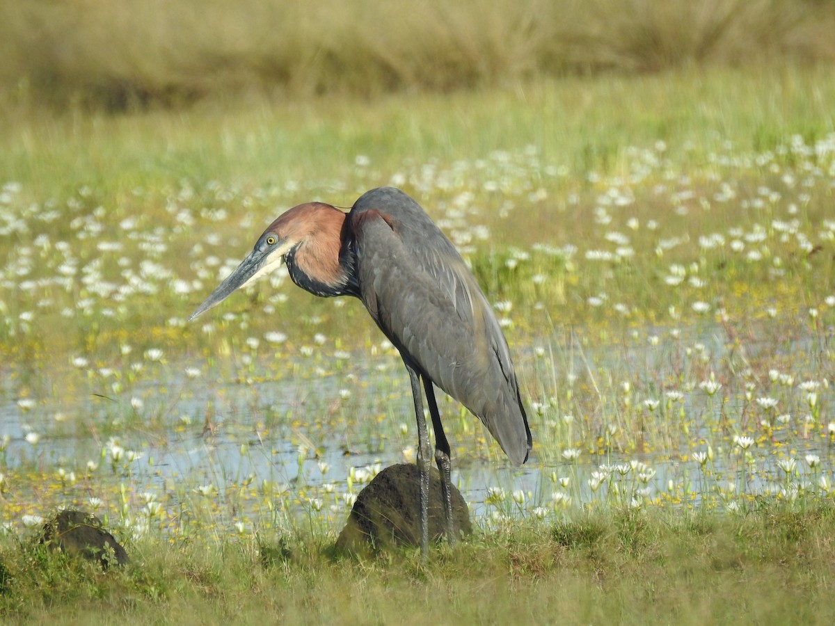 Goliath Heron - ML633449438