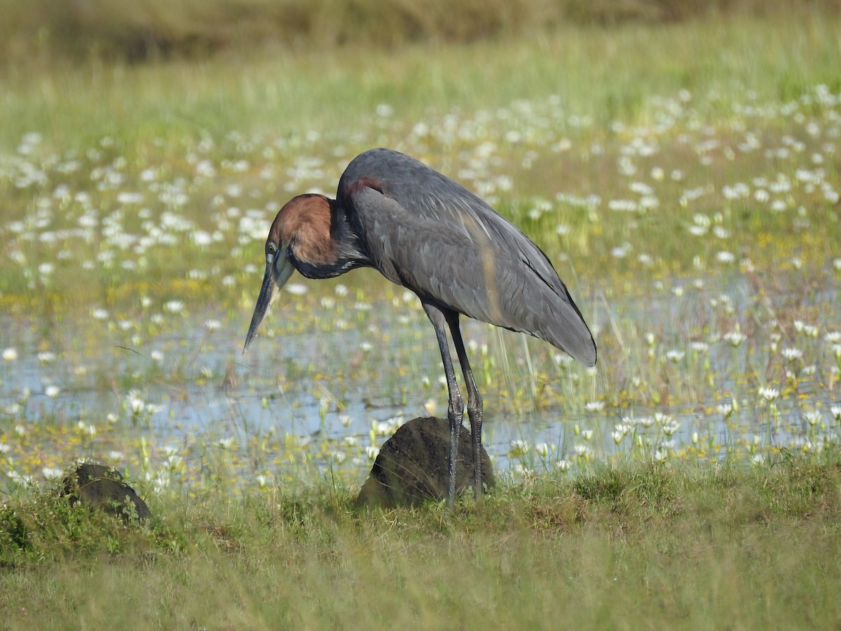 Goliath Heron - ML633449439