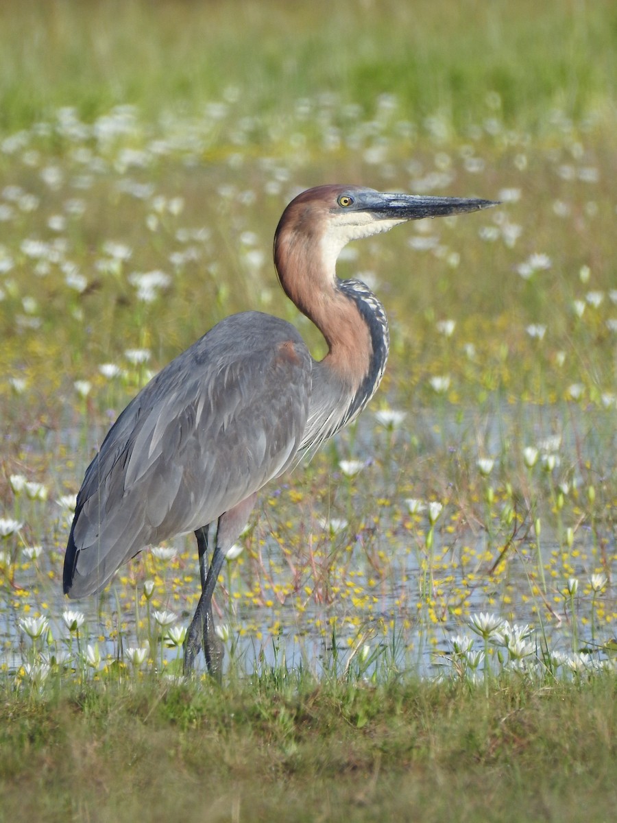 Goliath Heron - ML633449442