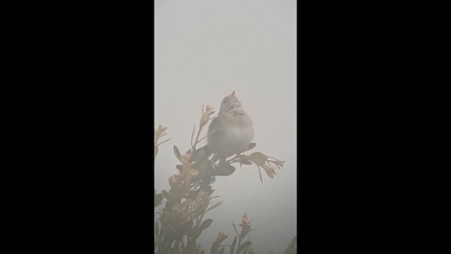 Bachman's Sparrow - ML633449444