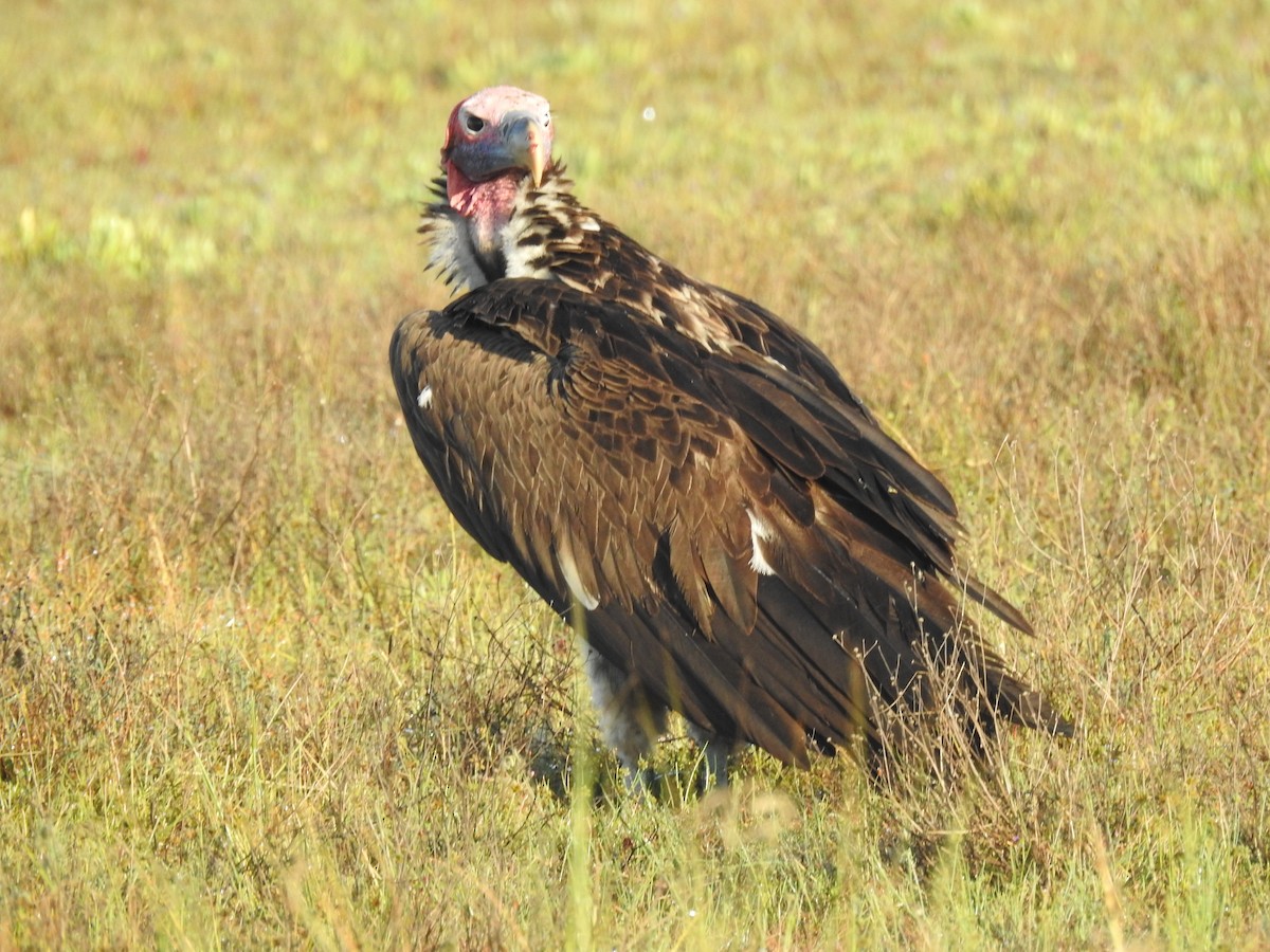 Lappet-faced Vulture - ML633449461