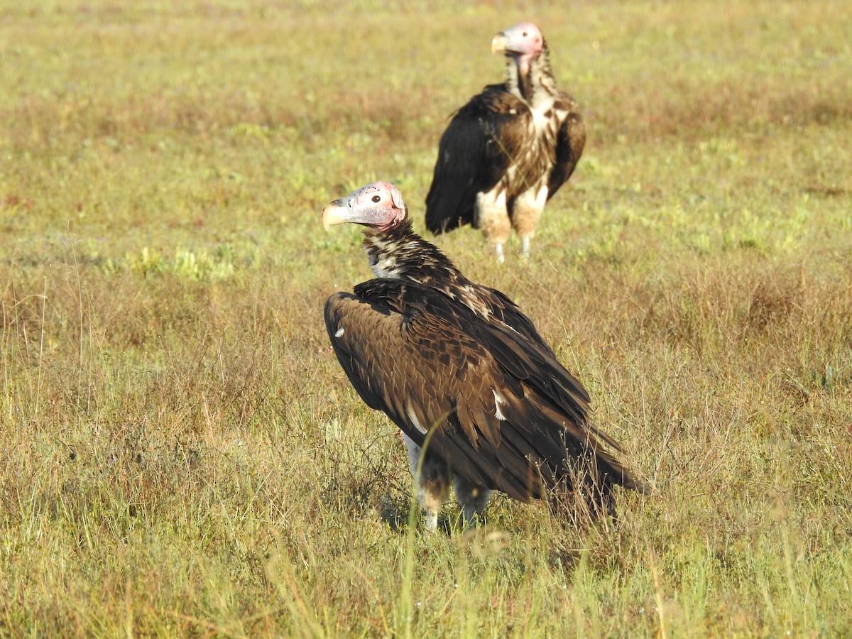 Lappet-faced Vulture - ML633449462