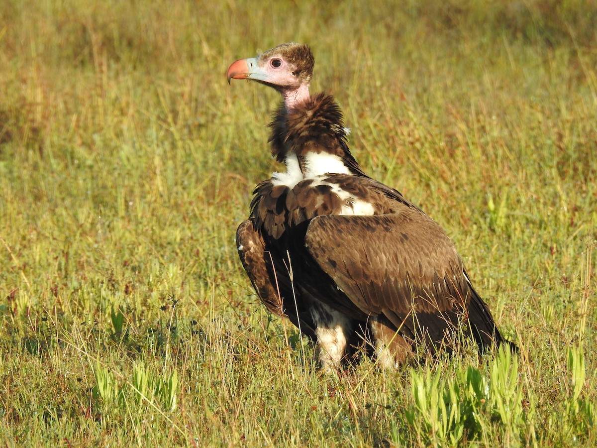 Lappet-faced Vulture - ML633449465